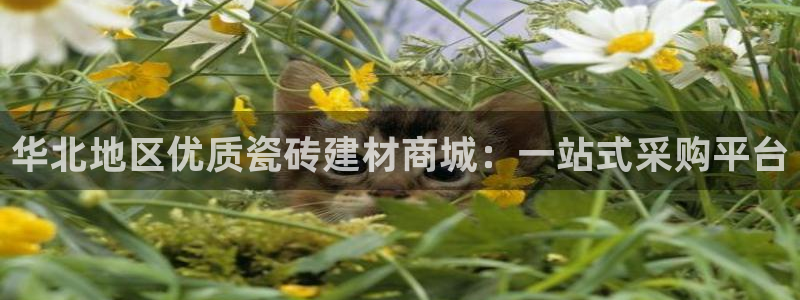 杏鑫官网注册账号是什么样的
